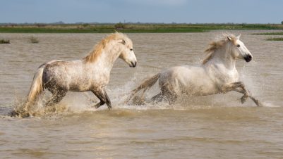 White horses running in river