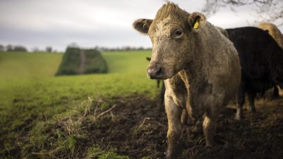 Dirty cow in farm