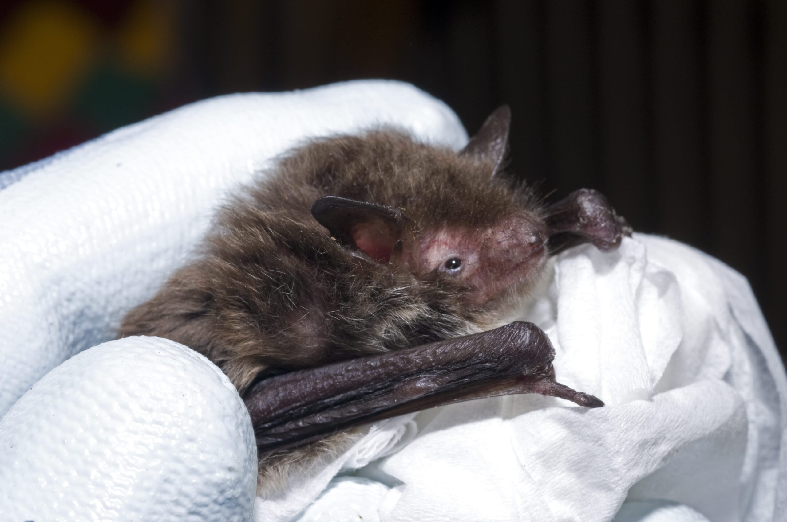 Bats and rabies in the UK How different surveillance schemes