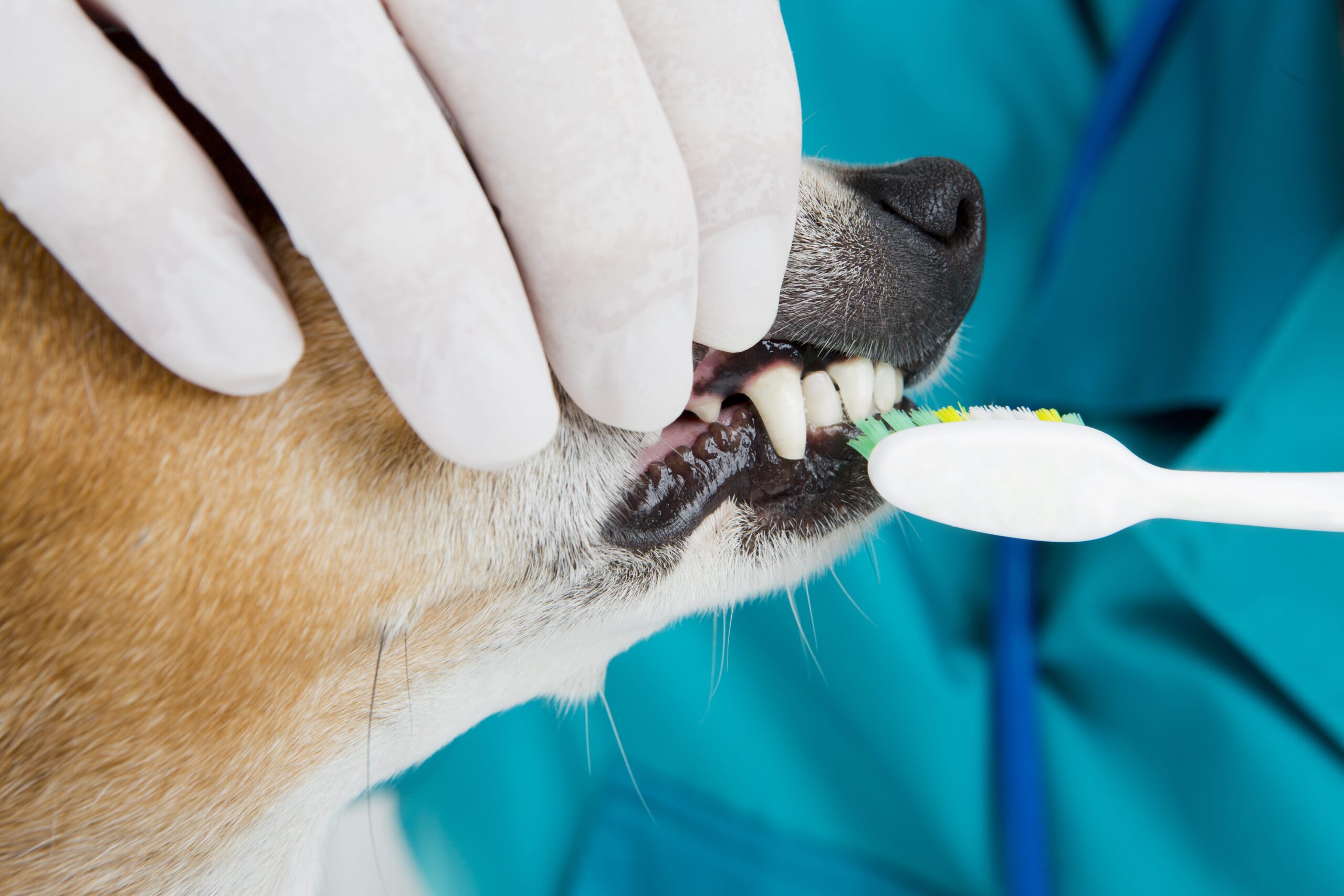 First global veterinary dentistry guidelines unveiled Veterinary Practice