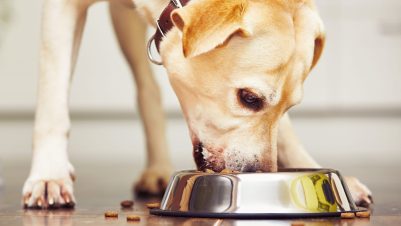 Dog eating
