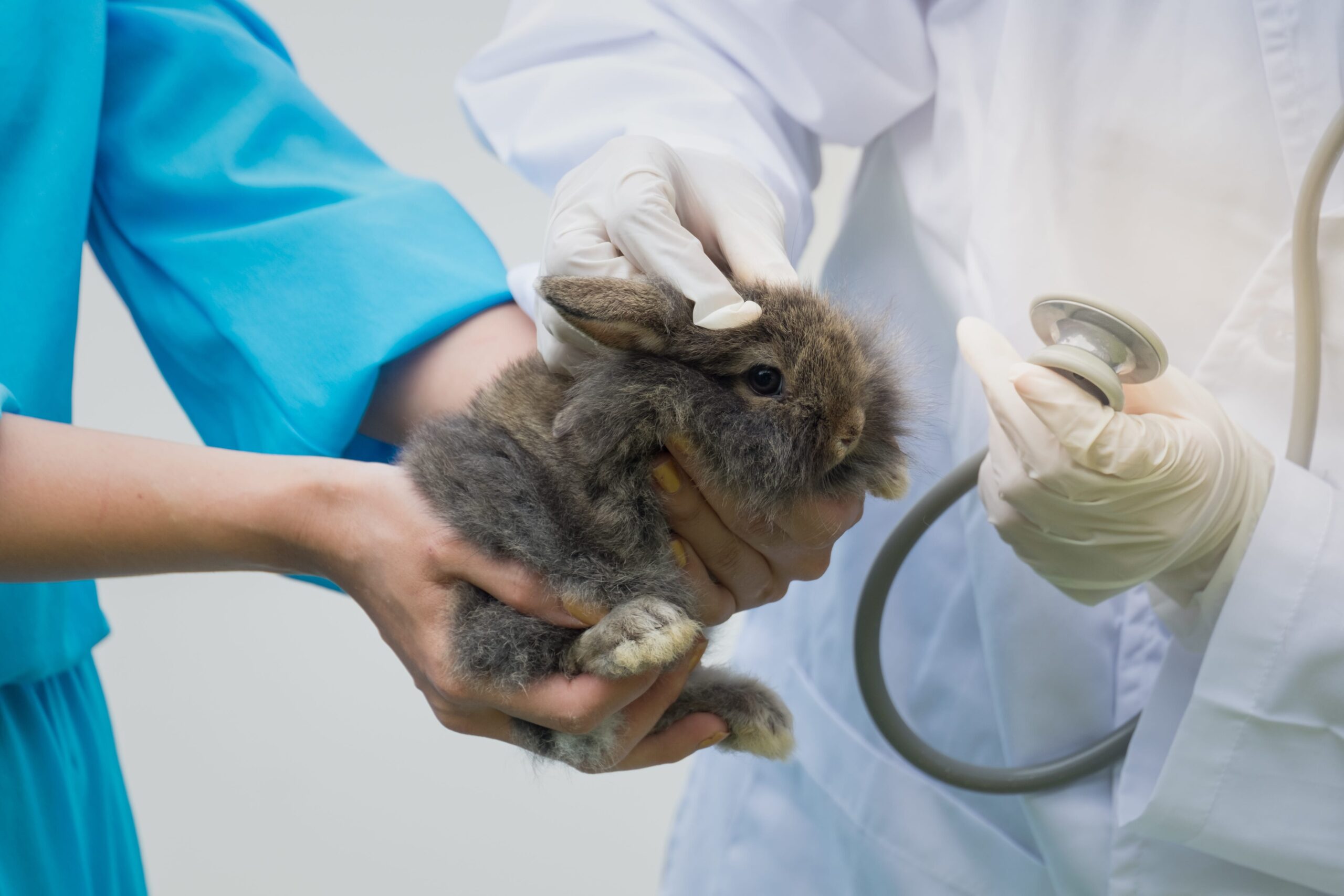 The emergence of small animal practice in the UK - Veterinary Practice