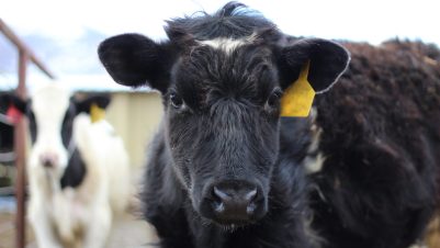 Close up of cow