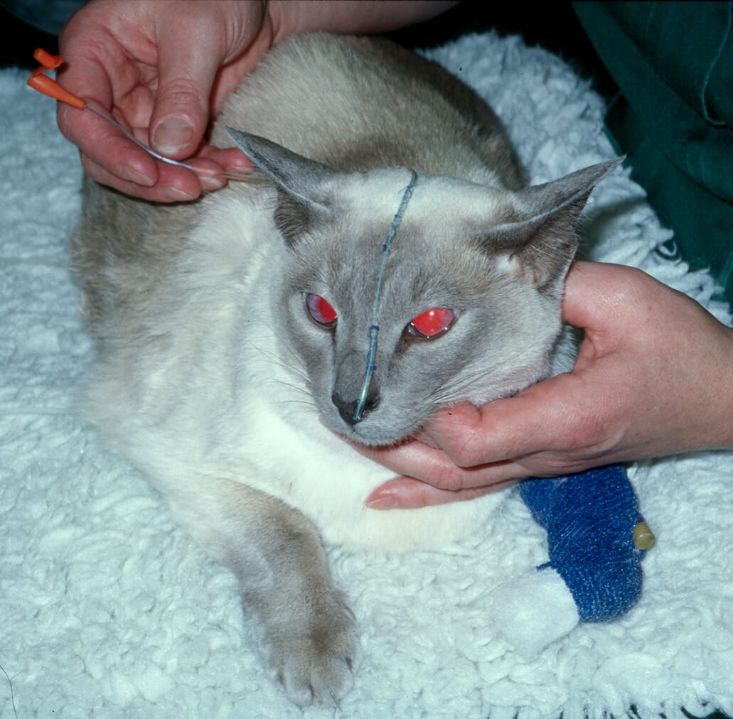 Feline Pancreatitis May Be Chronic Catwatch Newsletter