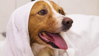 wet dog in towel