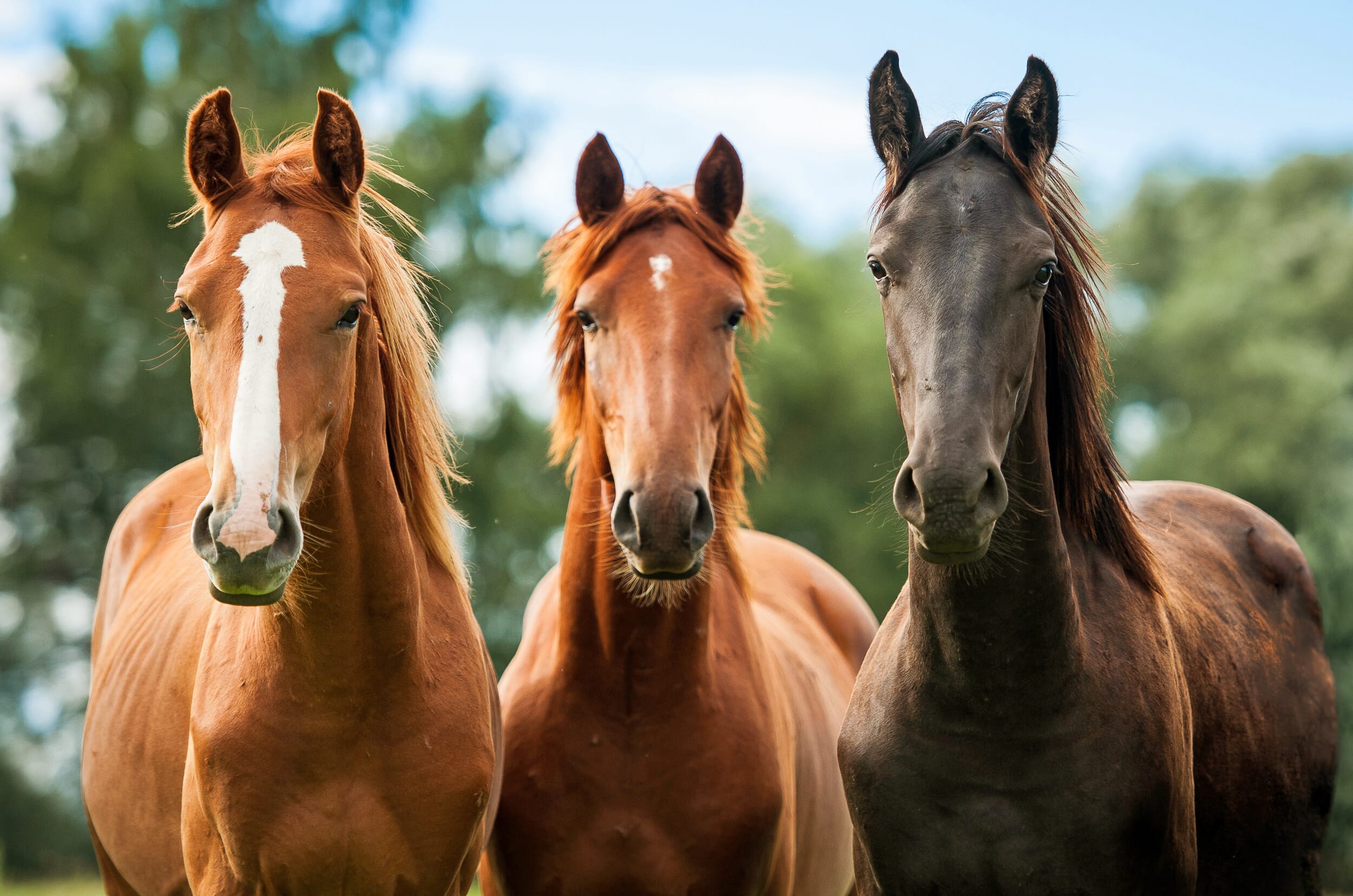 Diagnosing equine metabolic syndrome Veterinary Practice