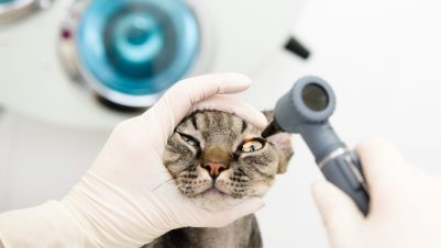 examining cat eye
