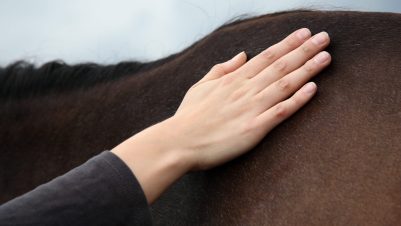 Hand on horse
