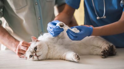 vet treating cat