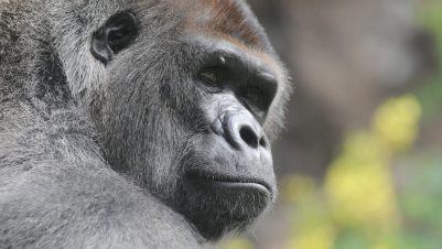 gorilla looking over shoulder