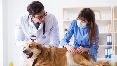 dermatologist vet examining dog