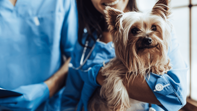 vet holding happy dog