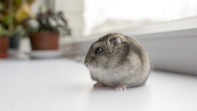 hamster by window