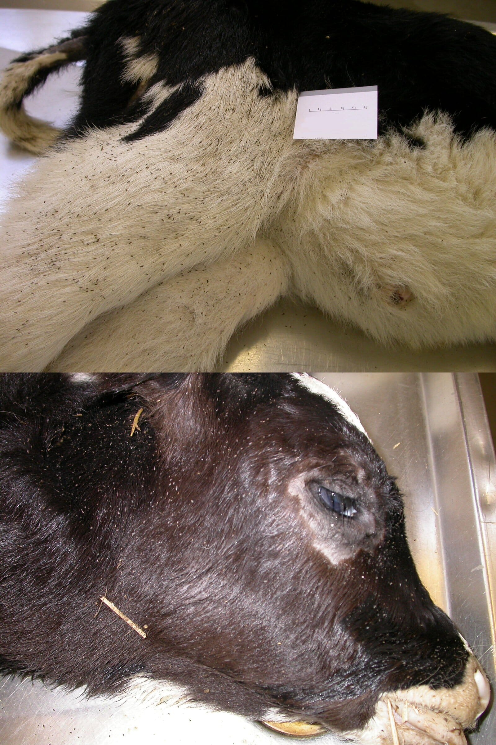 Important ectoparasites of sheep and cattle - Veterinary Practice