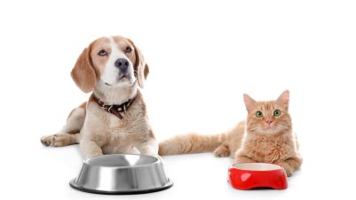 cat and dog waiting for food