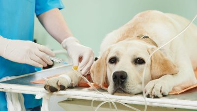 vet injecting dog