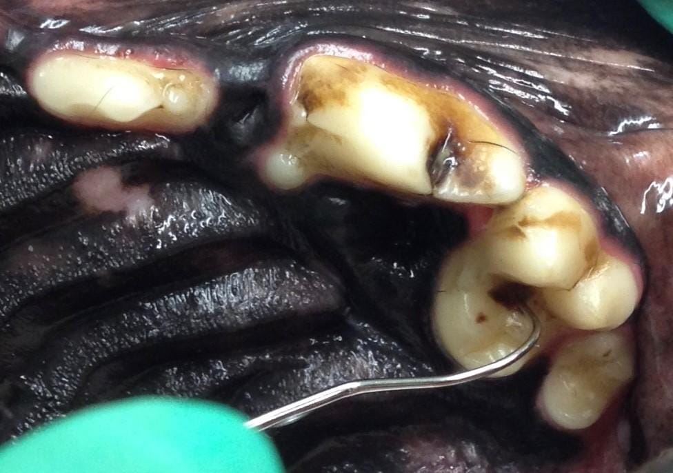 Dental caries lesions in dogs - Veterinary Practice