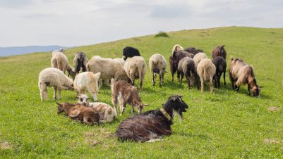 Goats in field