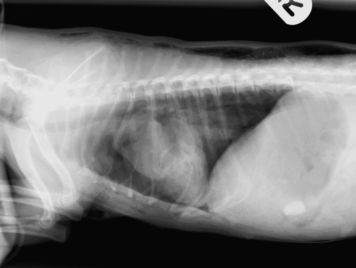 Management of thoracic dog bite wounds Veterinary Practice