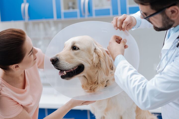 vet and client treating dog with Elizabethan collar