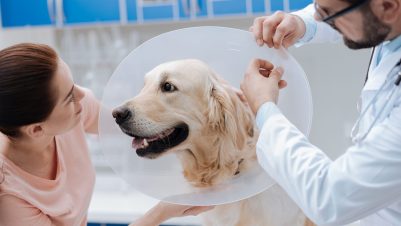 vet and client treating dog with Elizabethan collar