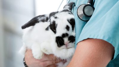 vet holding rabbit