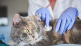 Alpha casozepine dogs Clearance