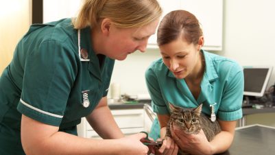 nurses treating cat