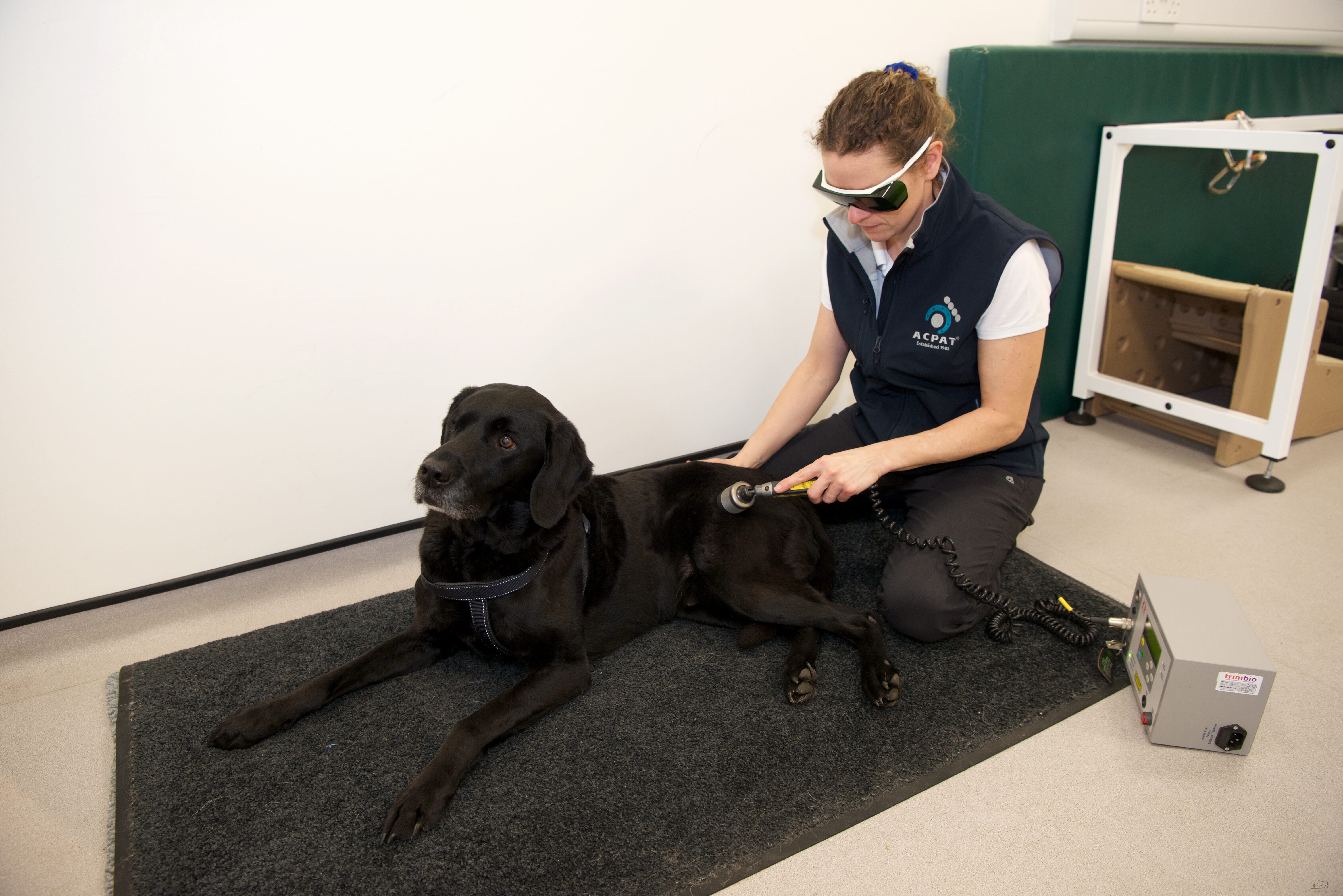 Animal physiotherapy – a profession, not a technique - Veterinary Practice