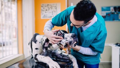 vet examining dog eye