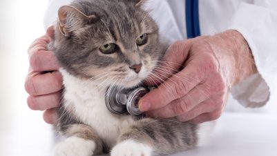vet examining cat heart with stethoscope