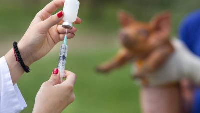 vet preparing injection for pig