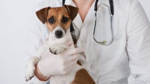 Vet holding dog