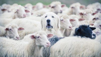 dog in flock of sheep