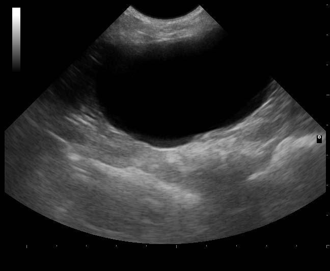 Imaging the bladder in small animals Veterinary Practice