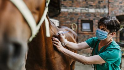 Vet injecting horse