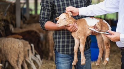 Men holding and examining baby goat