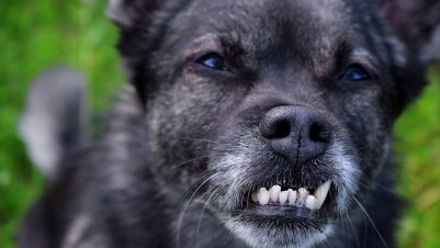 Dog with misaligned teeth