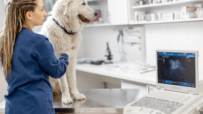Ultrasound on dog
