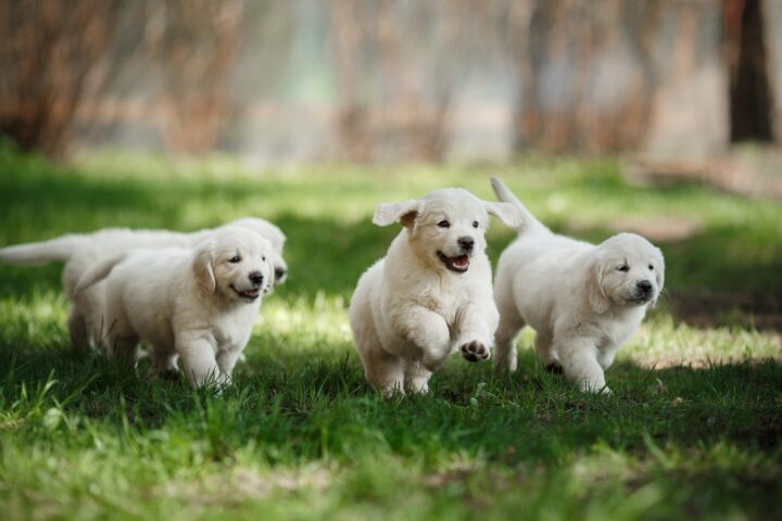 puppies dogs running in forest