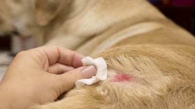Skin disease in dog