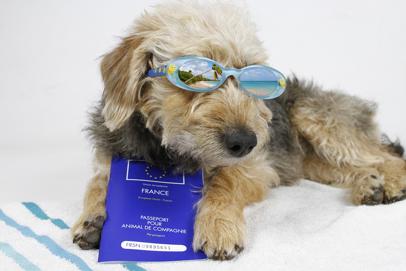 Dog in sunglasses with passport