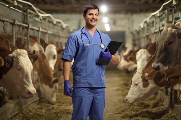 vet in cow farm with clipboard