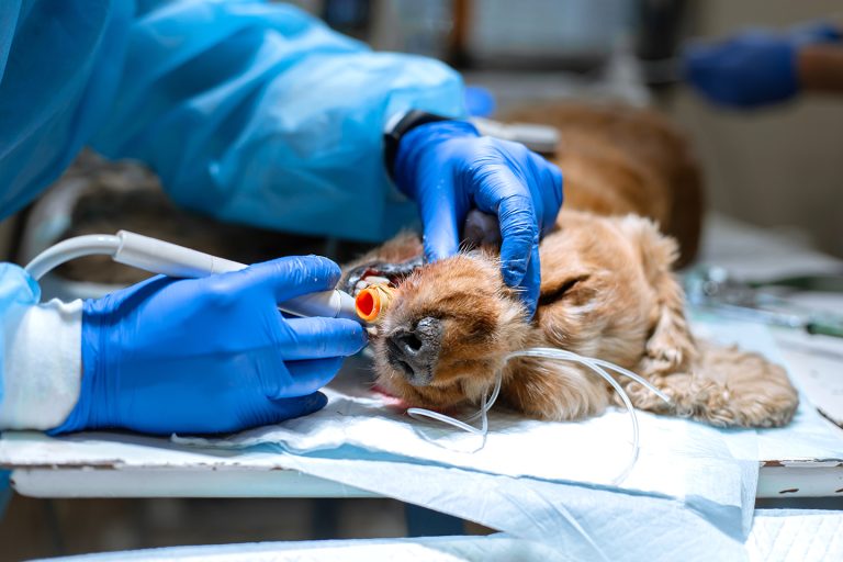 Laser therapy in canine wound management Veterinary Practice