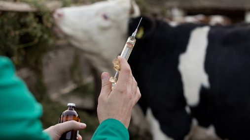 Vet with syringe for cow