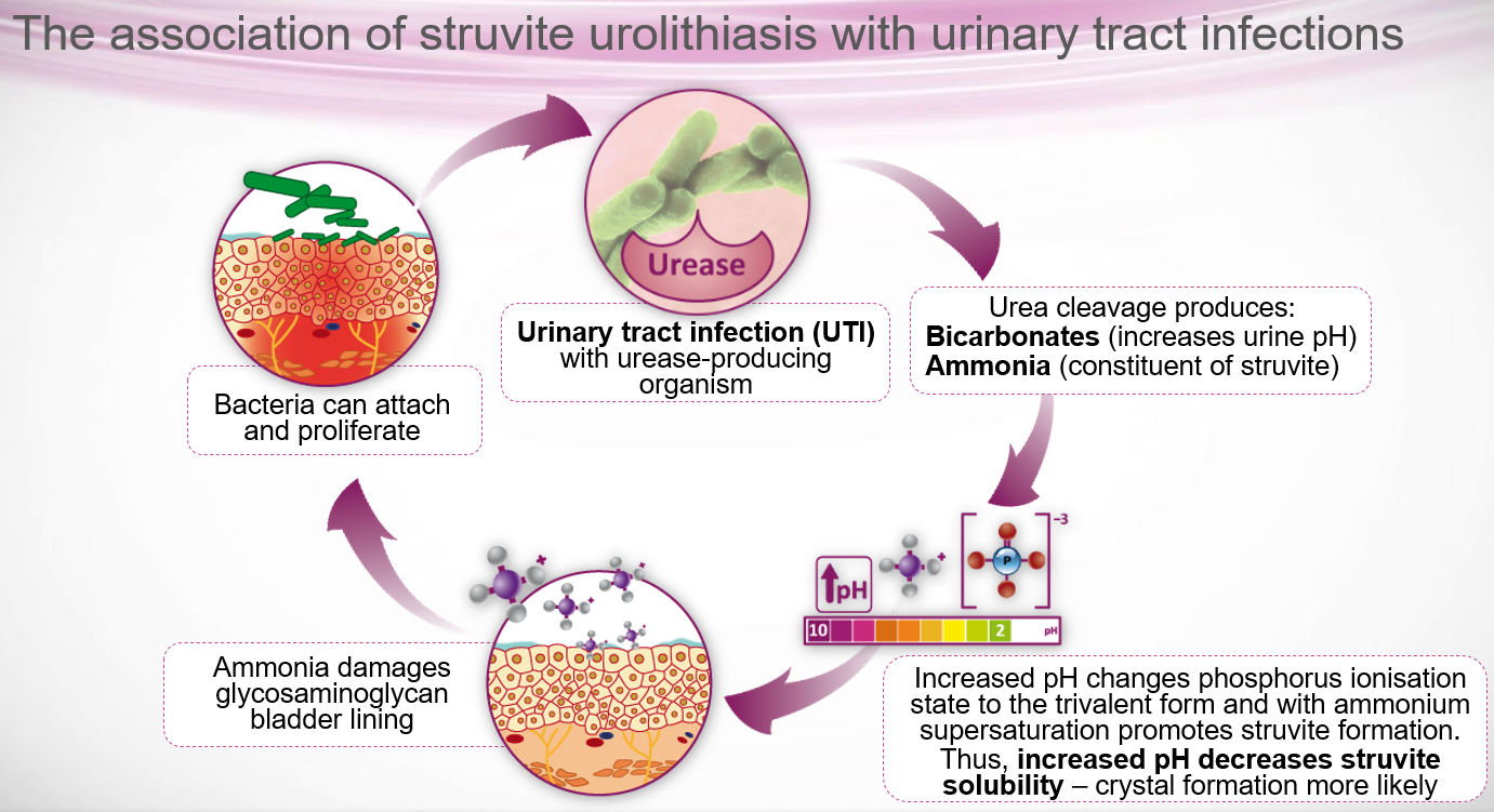 Nutritional management of feline lower urinary tract struvite uroliths ...