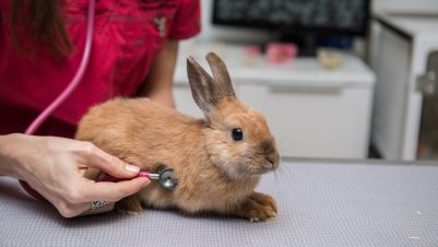 vet examining rabbit