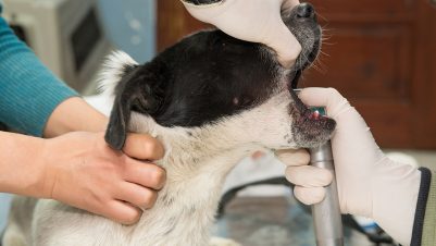 Vet examining dog throat