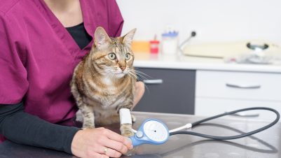 Taking cat's blood pressure