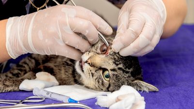 Vet operating on cat eye